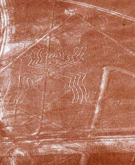  The Nazca Spider 