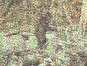 70s Bigfoot Amateur Video